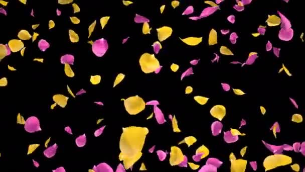 Flying Romántico amarillo rosa rosa pétalos de la flor que cae Alpha aislado Loop — Vídeo de stock