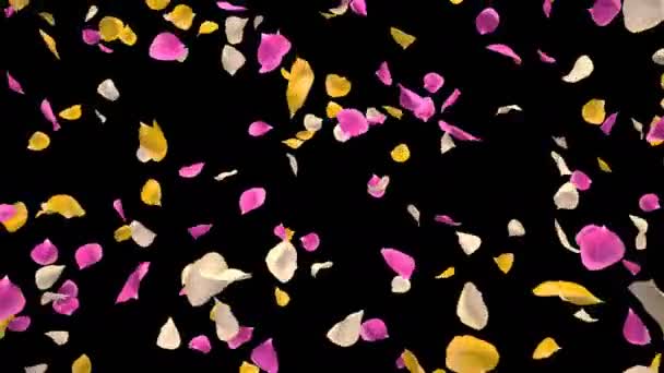 Flying Romântico vibrante colorido Rosa Flor Pétalas Queda Alfa isolado loop — Vídeo de Stock