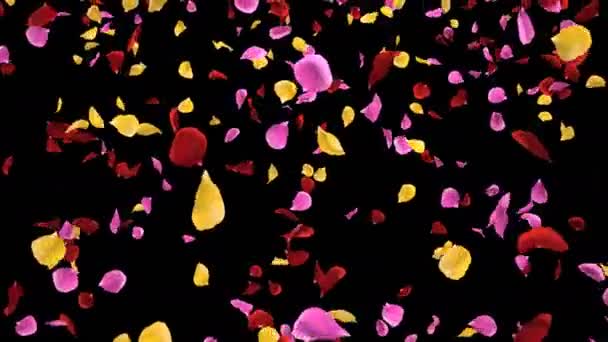 Flying Romântico vibrante colorido Rosa Flor Pétalas Queda Alfa isolado loop — Vídeo de Stock