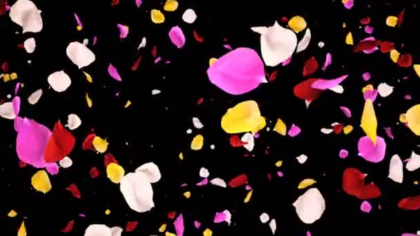 Flying Romantic vibrant colorful Rose Flower Petals Falling Alpha isolated Loop — Stock Video