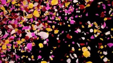 Uçan Romantik canlı renkli Gül Çiçeği Yaprakları Düşen Alfa geçiş