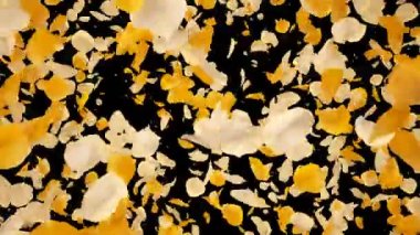 Uçan Romantik Sarı Beyaz Gül Çiçeği Yaprakları Düşen Alfa Kanal geçiş