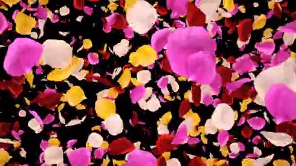 Flying Romantic vibrant colorful Rose Flower Petals Falling Alpha transition — Stock Video