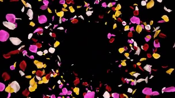 Ιπτάμενες ρομαντικές ζωηρά πολύχρωμα πέταλα Rose λουλούδι πτώση άλφα απομονωμένη βρόχο — Αρχείο Βίντεο