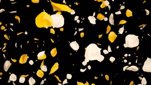 비행 로맨틱 옐로우 화이트 로즈 꽃 잎 떨어지는 알파 고립 루프 — 비디오