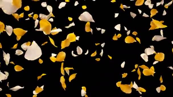 Flying Romantic yellow White Rose Flower Petals Falling Alpha isolated Loop — Stock Video