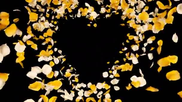 Flying Romántico amarillo blanco rosa flor pétalos corazón alfa aislado lazo — Vídeo de stock