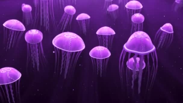 Gelatina de mar medusa púrpura nadando pacíficamente acuario profundo océano oscuro 4k Loop — Vídeos de Stock