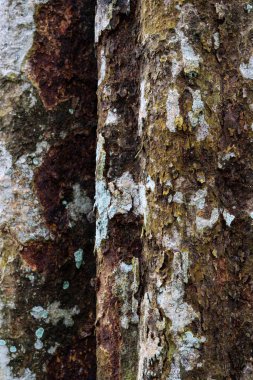 Kırmızı ve yeşil ağaç gövdesi üzerinde beyaz liken dokusuna kadar kapatın.