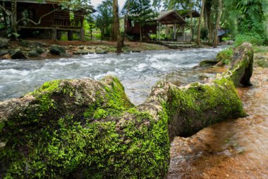Yeşil yosun ve fern kanal ahşap evlerin arka plan ile yakın büyük ağaç kökleri üzerinde.