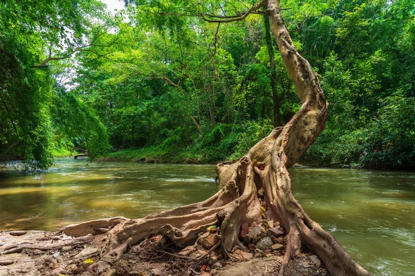 Baumstamm Und Wurzeln Flussnähe Grünen Wald Sonnigen Tagen Ratchaburi Thailand — Stockfoto