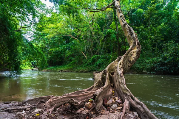 Großer Baumstamm Und Wurzeln Flussnähe Grünen Wald Bewölkten Tagen Ratchaburi — Stockfoto
