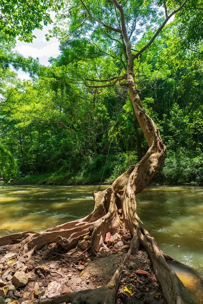 Stort Trädstam Och Rötter Floden Gröna Skogen Ratchaburi Thailand — Stockfoto