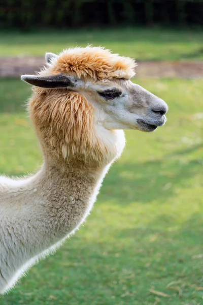 Perfil Tiro Cabeça Alpaca Com Aro Luz Fundo Grama Verde — Fotografia de Stock