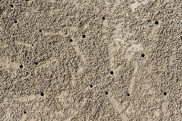 Texture of sand beach with ghost crab holes