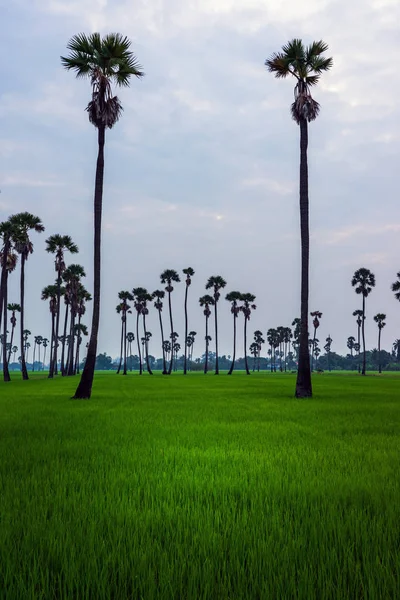 Ψηλή ζάχαρη φοινικιές σε πράσινο ρύζι — Φωτογραφία Αρχείου