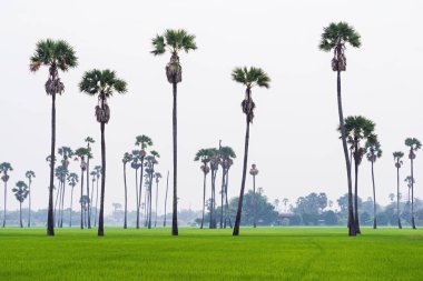Pirinç tarlasında uzun şeker palmiye ağaçları