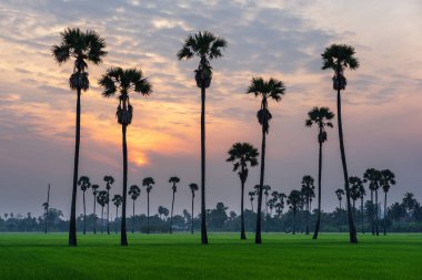 Şeker palmiye ağaçları ve yeşil pirinç tarlası üzerinde gündoğumu