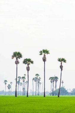 Uzun şeker palmiye ağaçları ve yeşil pirinç tarlası