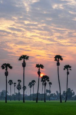 Uzun şeker palmiye ağaçları ve yeşil pirinç tarlası üzerinde Gündoğumu