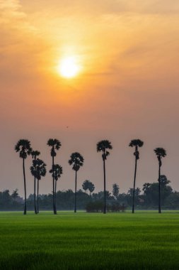 Şeker palmiye ağaçları ve pirinç tarlası üzerinde portakal gündoğumu