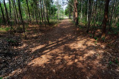 Ormanda kurutulmuş yapraklarla kaplı toprak yol