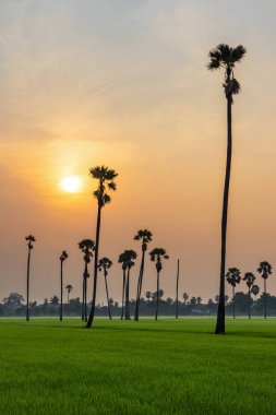 Gün doğumunda şeker palmiye ağaçları ve pirinç tarlası silueti