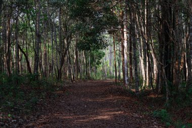 Ormanda kurutulmuş yaprakları ile karanlık yol