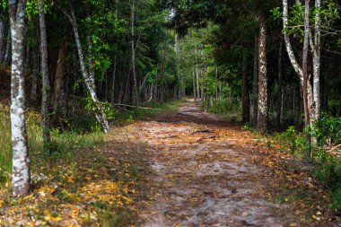 Kurutulmuş yaprakları ile yeşil ormanda küçük kir yolu