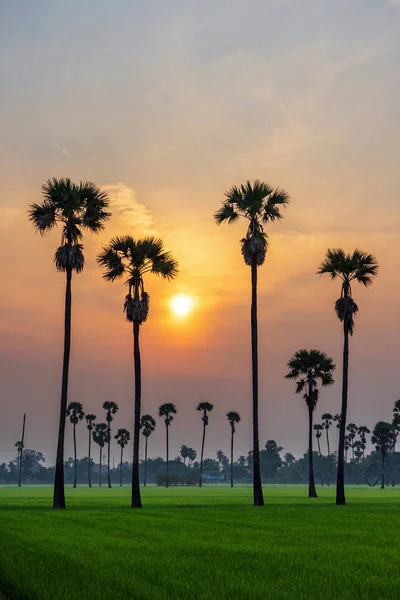 Orange sunrise sky over sugar palm trees and rice field