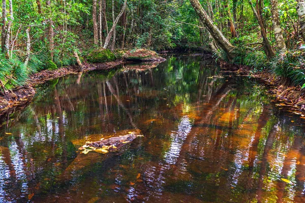 Pequeño río rojo en bosque verde —  Fotos de Stock