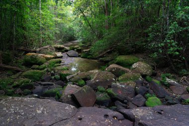 Yeşil ormanda taşlar ve küçük dere