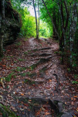 Kurutulmuş yapraklarla kaplı dağ lık patikadaki ağaç kökleri