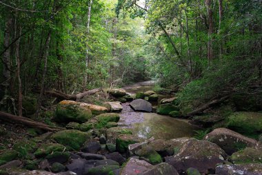 Yeşil ormanda taşlı küçük dere