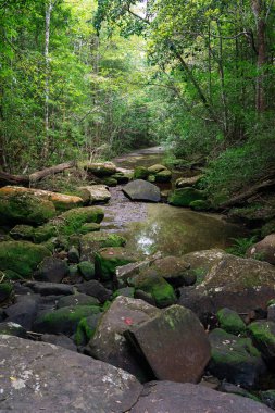 Yeşil yosun kaplı taşlı küçük dere