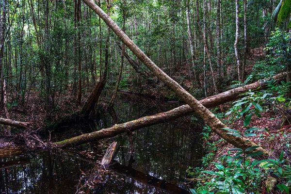 Árboles rotos en un pequeño río en un bosque verde —  Fotos de Stock