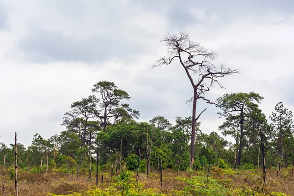Ramitas de pinos muertos en el bosque verde —  Fotos de Stock