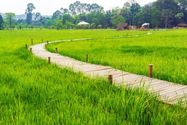 Yeşil pirinç tarlası üzerinde bambu köprü 