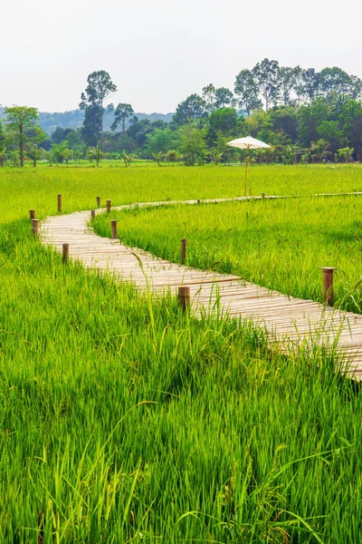 Ağaçlar arka plan ile yeşil pirinç alanı arasında Bambu köprü — Stok fotoğraf