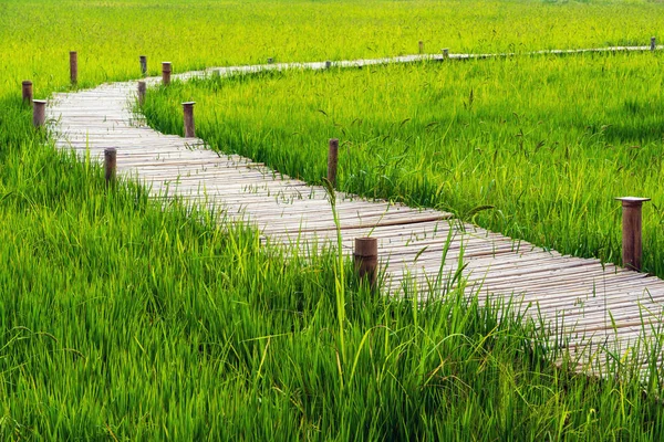 Зеленое поле риса и бамбукового моста — стоковое фото