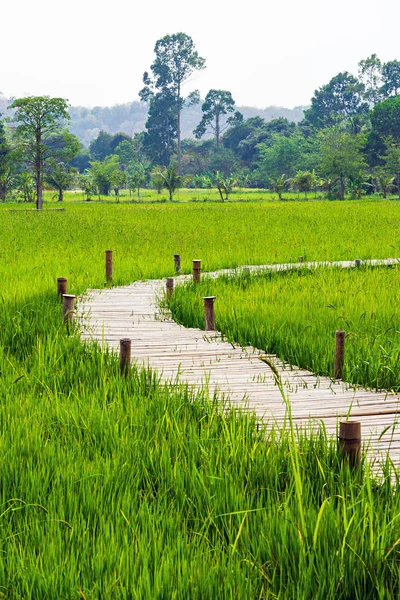 Ağaçlar ve dağ ile yeşil pirinç tarlası arasında Bambu köprü — Stok fotoğraf