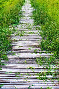Yeşil pirinç alanında büyümüş bambu yürüyüş yolu