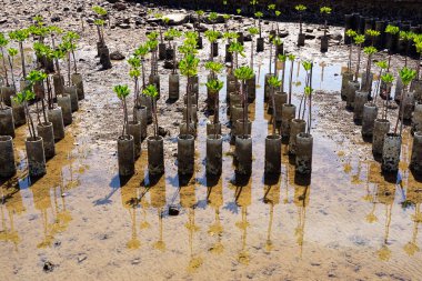 Young mangrove trees for reforestation at shore in Chonburi, Thailand clipart