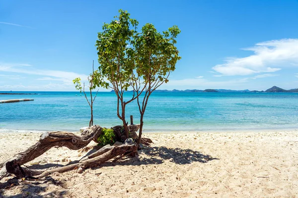Zielone drzewo na piaszczystej plaży z błękitnym morzem i nieba — Zdjęcie stockowe