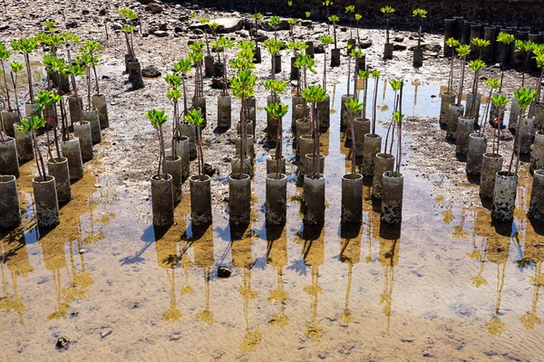 Молоді мангрові дерева для лісовідновлення на березі в Чонбурі, Таїланд Ліцензійні Стокові Зображення
