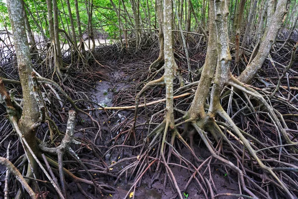 Wurzeln von Mangrovenbäumen im thailändischen Wald — Stockfoto