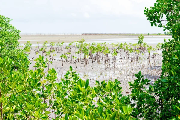 Jovens árvores de mangue plantadas na praia de areia na Tailândia — Fotografia de Stock