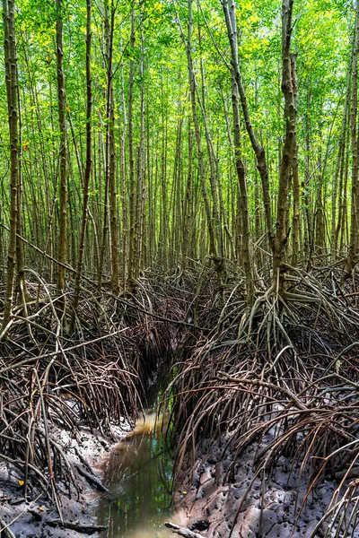 Troncos y raíces en bosque de manglares con canal pequeño —  Fotos de Stock