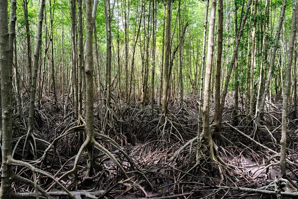 Wurzeln und Stämme von Mangrovenbäumen im grünen Wald — Stockfoto