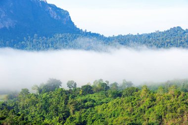 Sabah sis ve bulutları ile dağda Yeşil orman